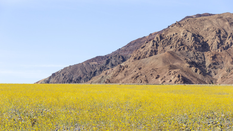 Wildflowers bloom on the flats of Death Valley, California