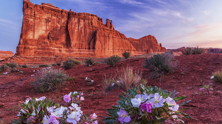Wildflowers bloom under some bluffs in Utah