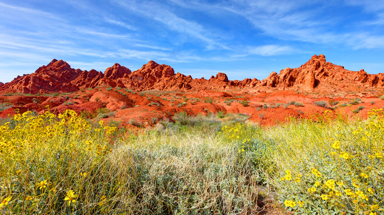 Wildflowers in the canyons of Nevada