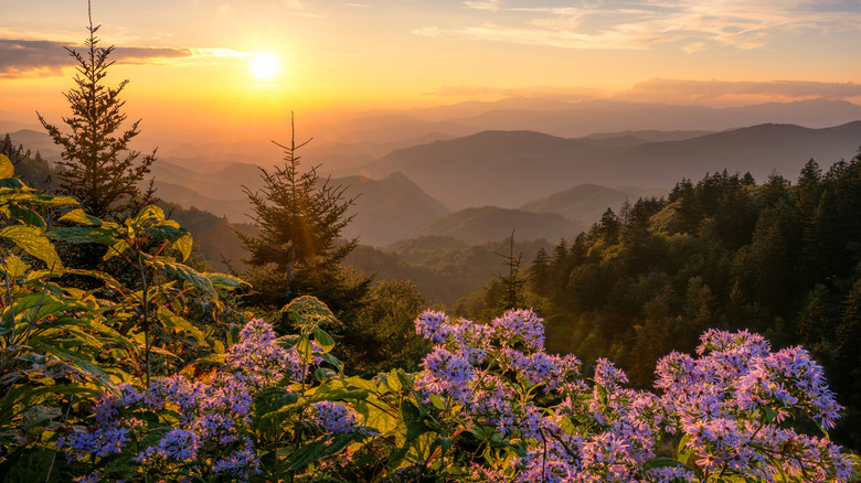 A sunset over the blooming asters of the Great Smoky Mountains