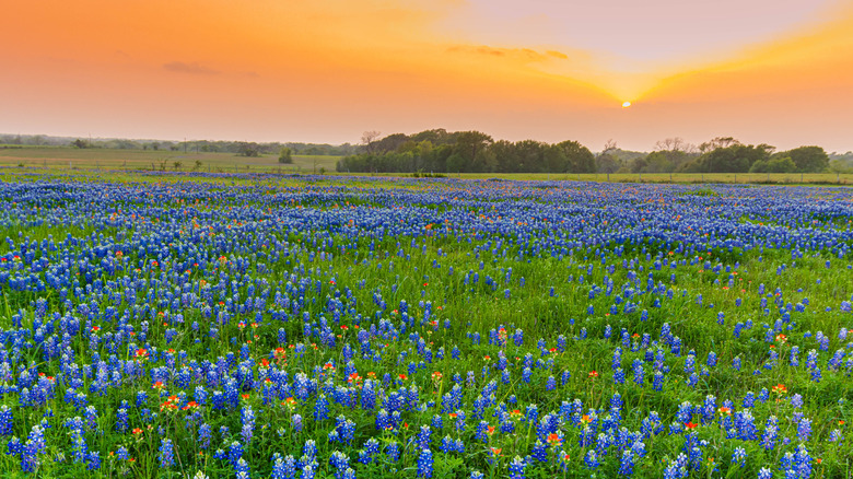 A meadow of blue flowers in Texas at sunset