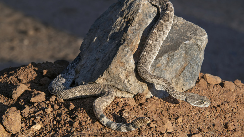 Rattlesnake draped over rock
