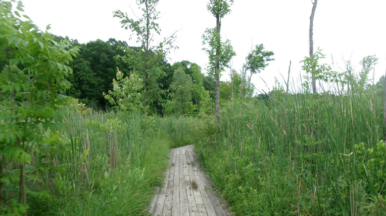 a scenic boardwalk view at Pokagon State Park, Indiana