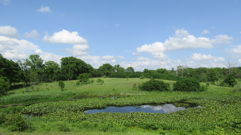 Greenery in Pokagon State Park, Indiana