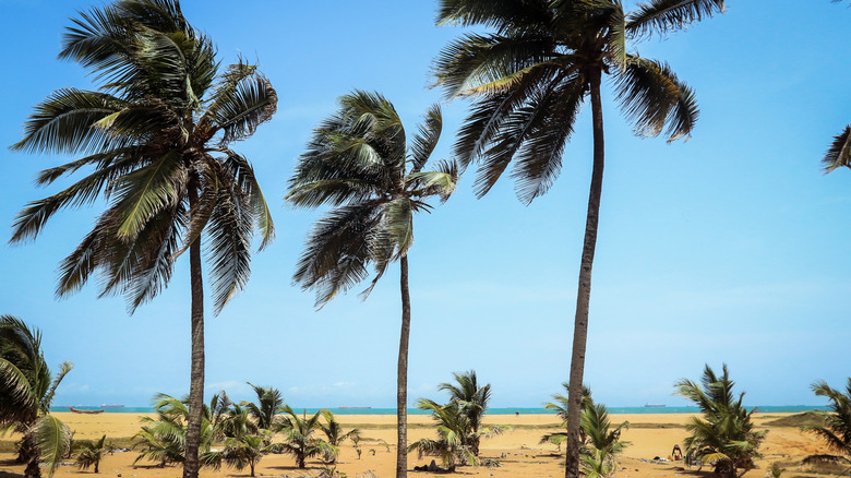 Palm trees on a golden sand beach in Togo, West Africa