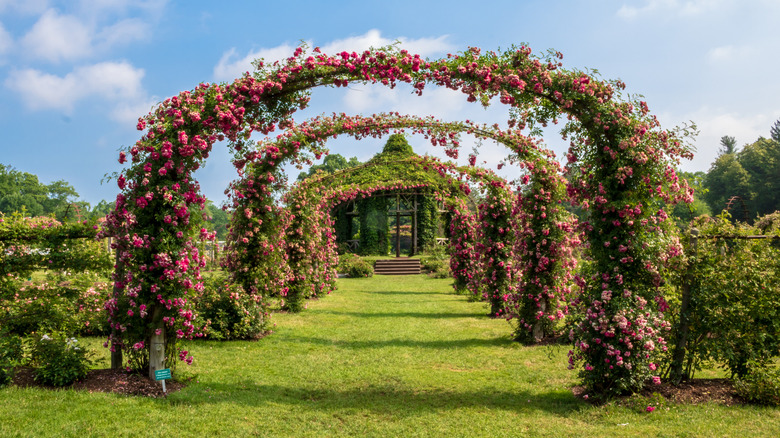 Rose arches in the Helen S. Kaman Rose Garden