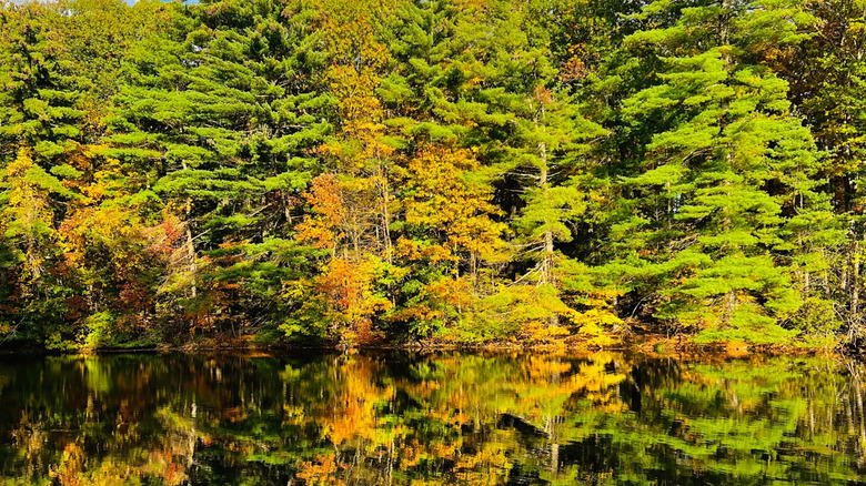 trees and reflection in West Hartford Reservoir during fall