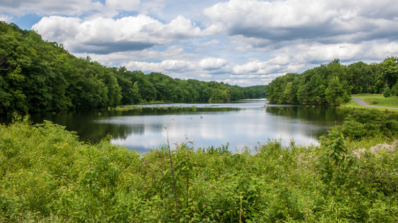 water and trees in West Hartford Reservoir