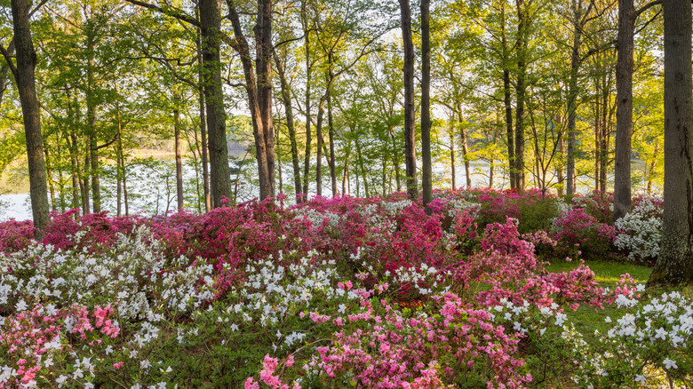 Pink and white azalea bushes in a hardwood forest with a reservoir in the background at Brookeville, Maryland