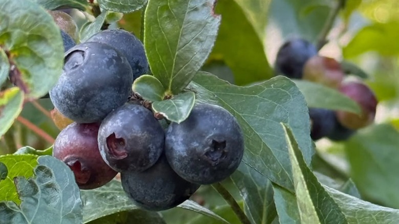 Blueberries at the Newton Blueberry Farm in Hollywood, South Carolina