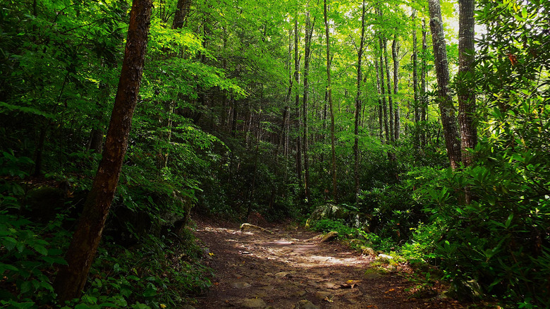 Path through woodland at Camp Creek State Park and Forest