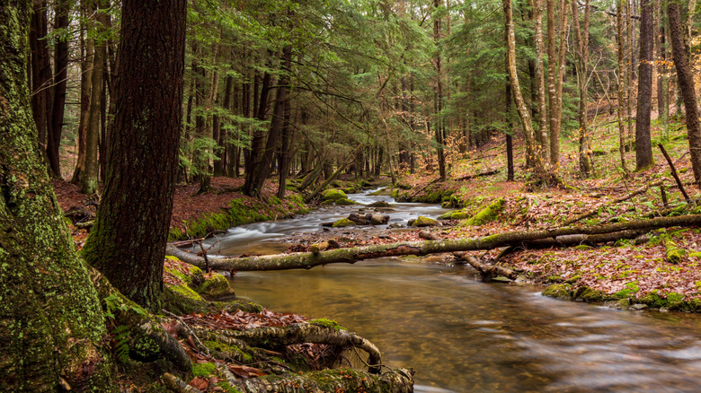 The Allegheny National Forest in Pennsylvania