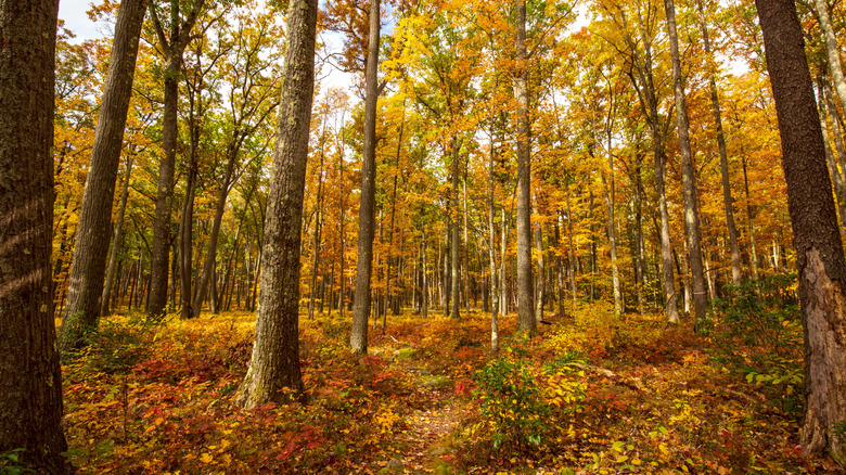 A section of the Allegheny trail in West Virginia during fall