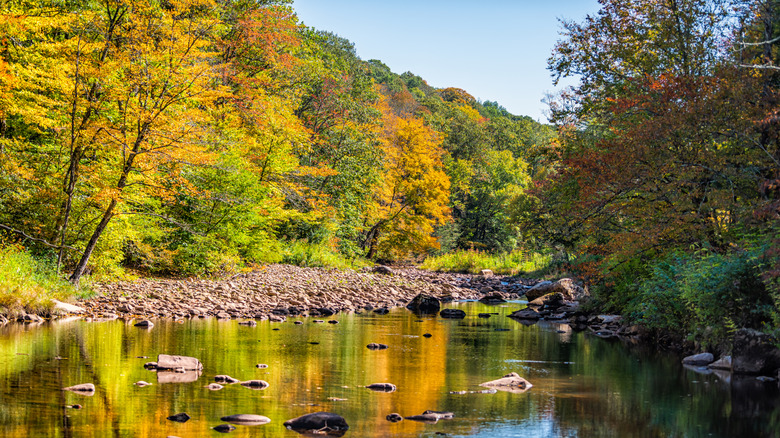 River flowing through autumn woods in Marlinton, West Virginia