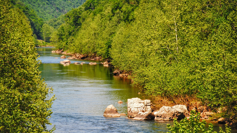 Trough Canyon summer landscape in West Virginia
