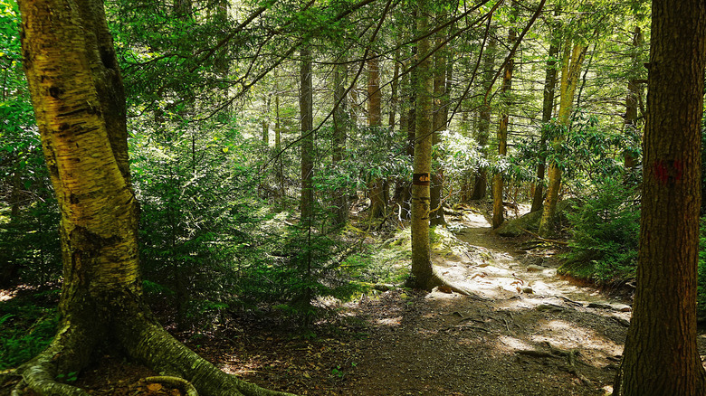 A hemlock grove in West Virginia