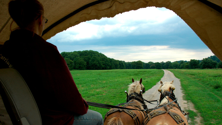 A view from a horse-drawn wagon on Blennerhassett Island