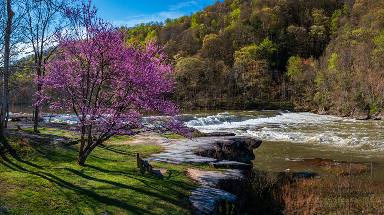 Valley Falls State Park, waterfall and redbud trees in spring