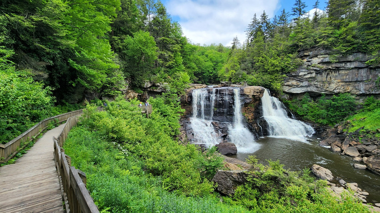 Blackwater Falls State Park's waterfall and forest on a sunny day