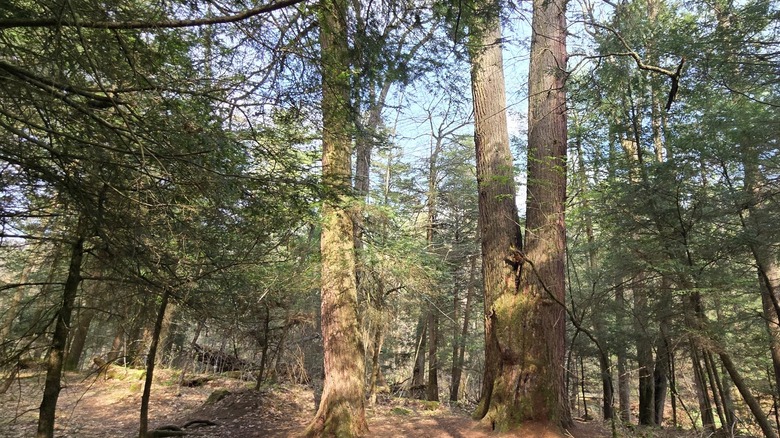 Tall hemlock trees grow in an ancient forest in Cathedral State Park, West Virginia.