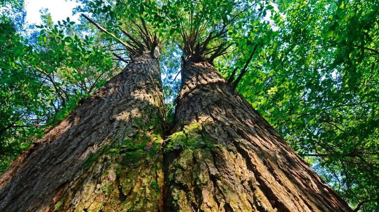 Massive trees in Cathedral State Park
