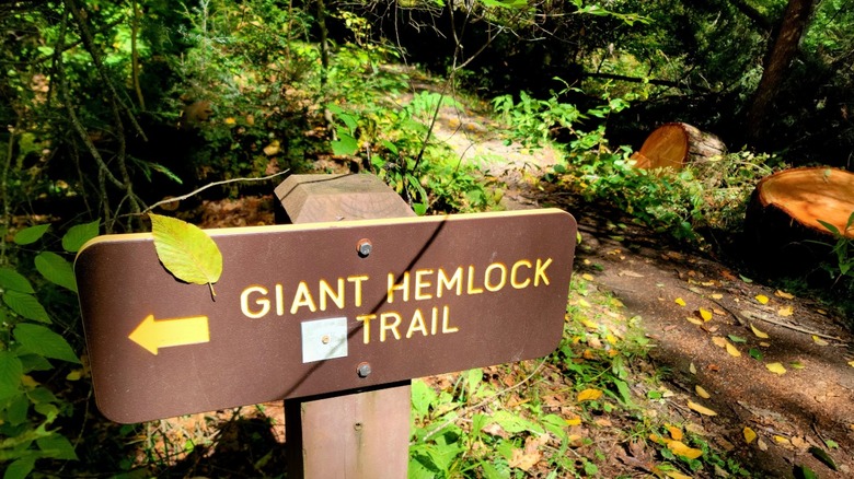 A trailhead for the Giant Hemlock Trail points to the left on a path surrounded by green plants.