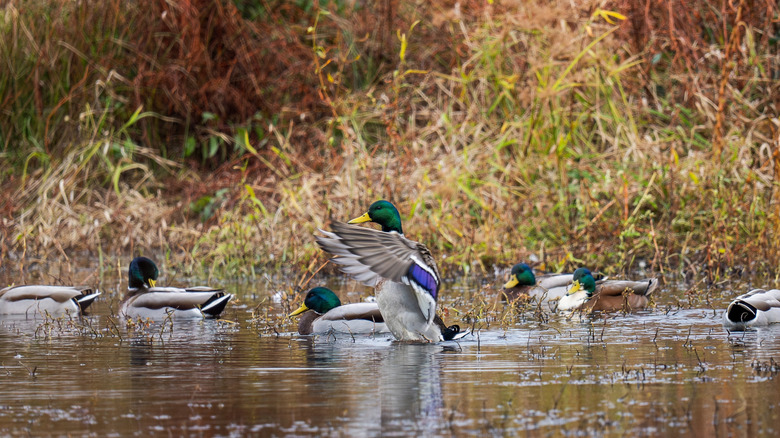 Mallard ducks in a marsh