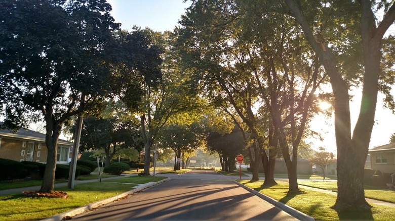 A suburban street with trees and houses to the sides