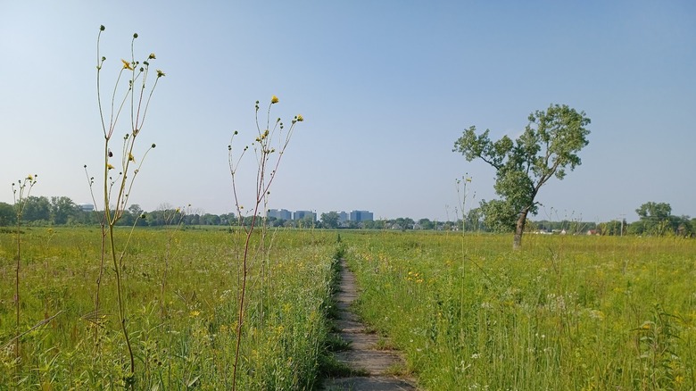 A path through prairie grasses with a view of Chicago in the distance