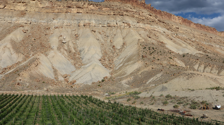 Vineyards under a rocky mountain peak in Gran Junction, Colorado