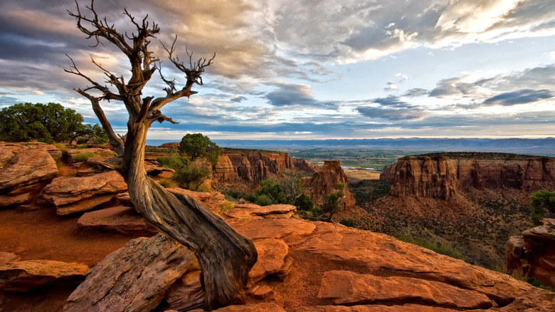 A tree stands on the edge of a red rock canyon in Colorado