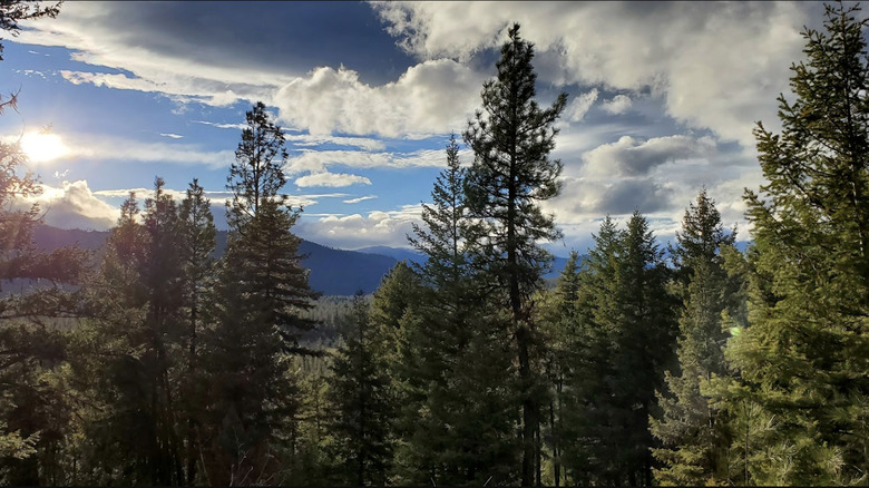 A beautiful view of the sun peeking through pine trees at Fish Creek State Park in Montana