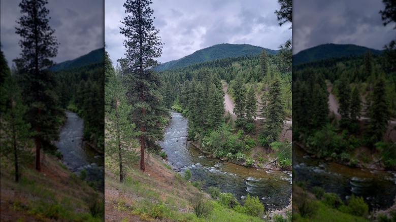 A view of a tall pine tree at Fish Creek State Park in Montana
