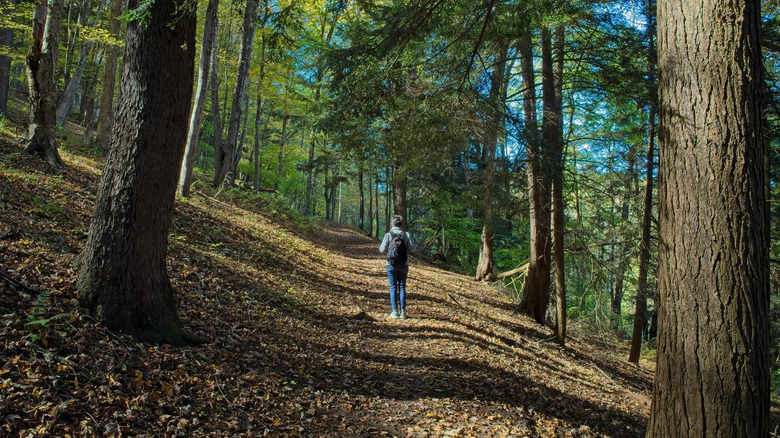 Hiker on a trail through the woods in Allegany State Park