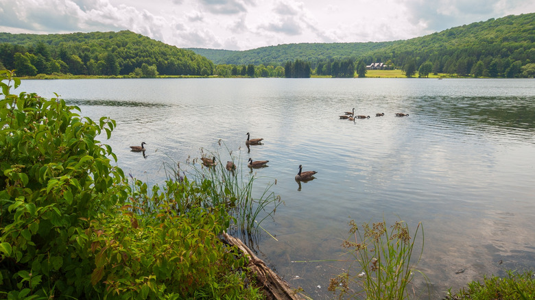 Quaker Lake Area