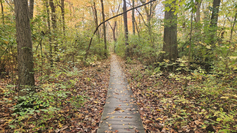 A wooden boardwalk through the woods along the Englewood MetroPark Green Trail Loop in Englewood MetroPark, Dayton, Ohio