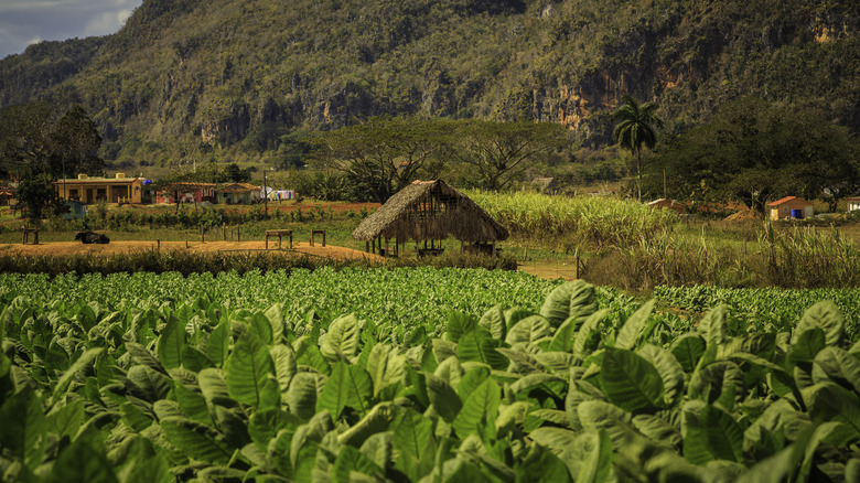 Tobacco field, Viñales Valley