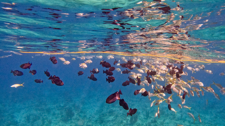 Colorful fish at Grace Bay, Providenciales.