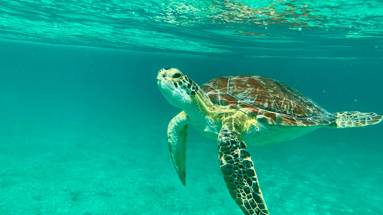 A sea turtle coming up for air during a snorkel session in St. John.