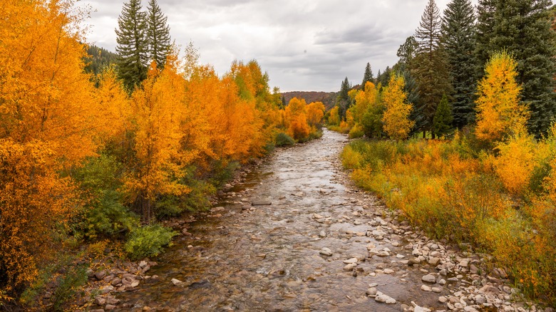 Fall near the San Juan River in Southwestern Colorado
