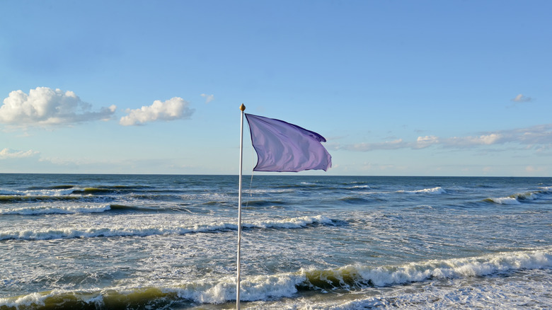 A purple flag flies over beach waters with modest surf