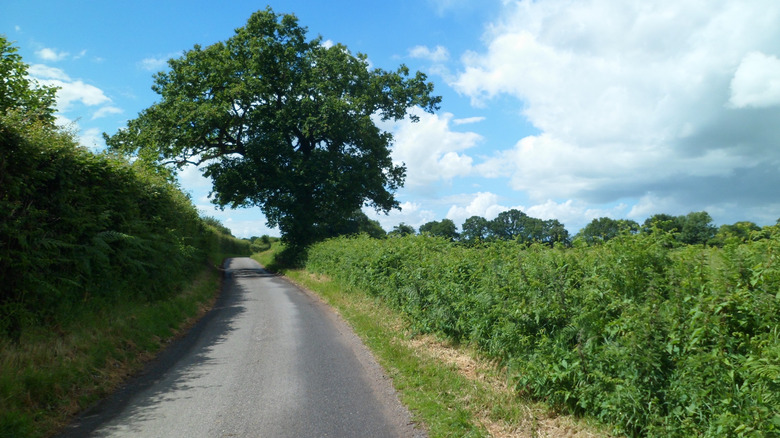 A single-track rural lane in Norfolk