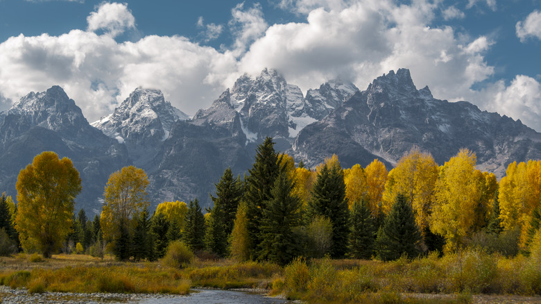 trees and mountains at Yellowstone National Park
