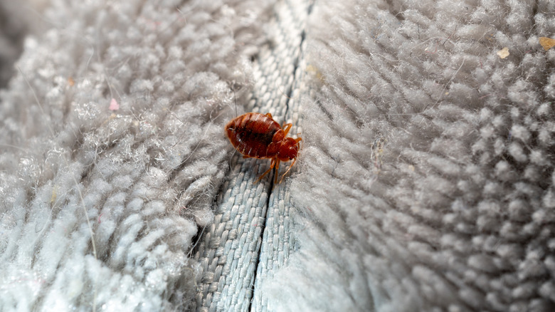 Bed bug in a mattress