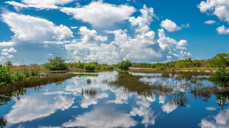 Cloud reflections in the Florida Everglades