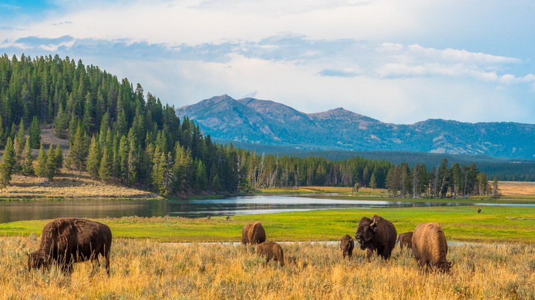 buffaloes grazing in Yellowstone National Park in Wyoming, with a river, trees, and mountains visible in the background