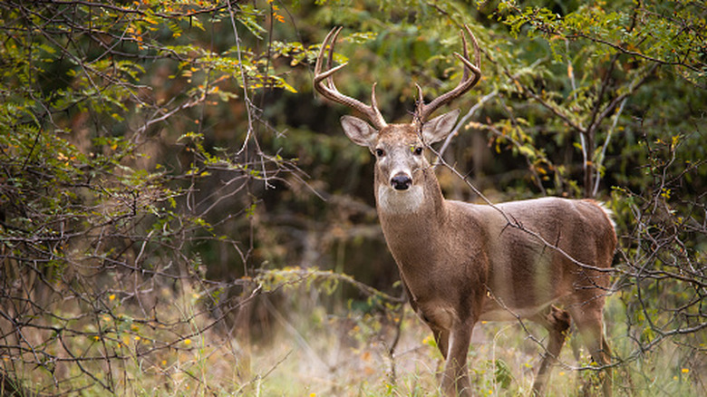 A male deer (buck) with big antlers stares directly into the camera, surrounded by grass and shrubs
