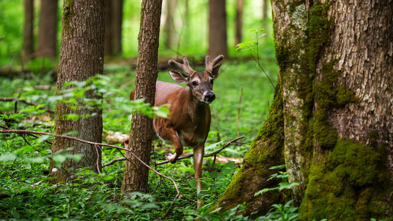 A curious deer approaches through a green forest