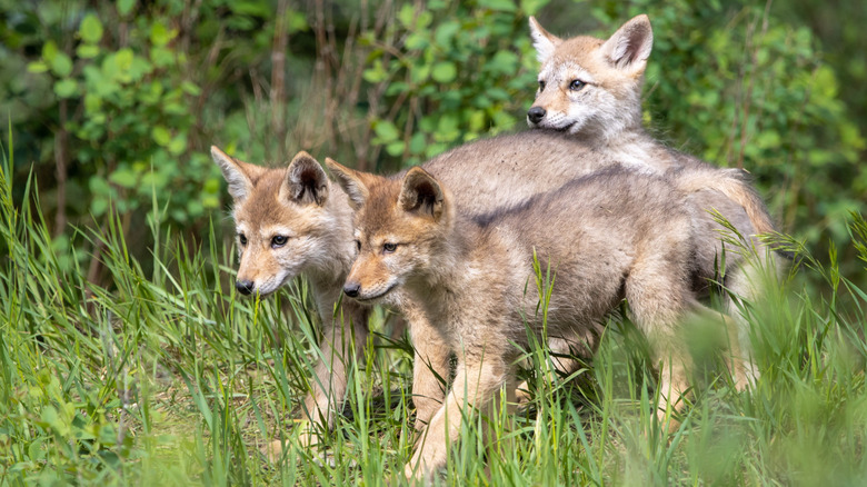 Three young coyotes in a field.