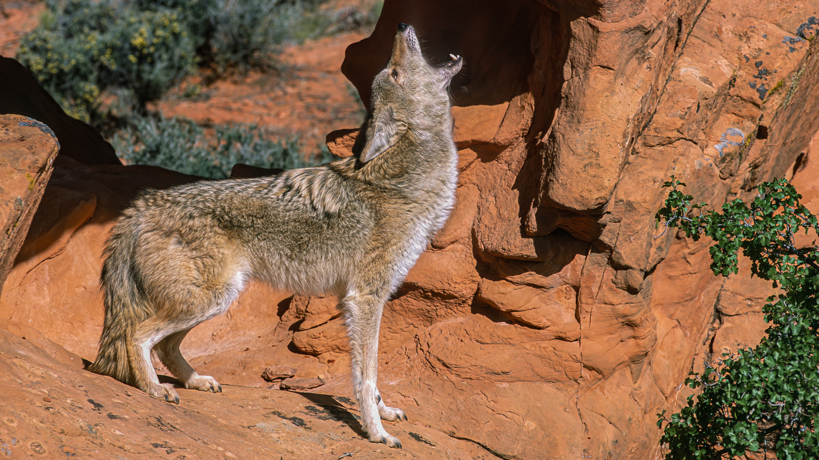 What To Do If You Hear Coyotes Howling Near Your Campsite